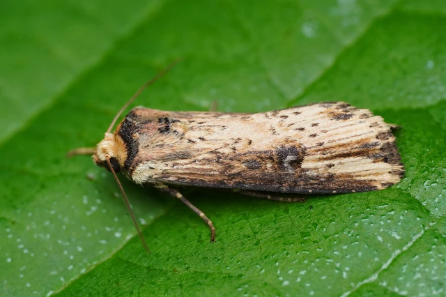 Axylia putris - vonalkás földibagoly