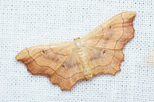 Idaea emarginata - csipkés sávosaraszoló