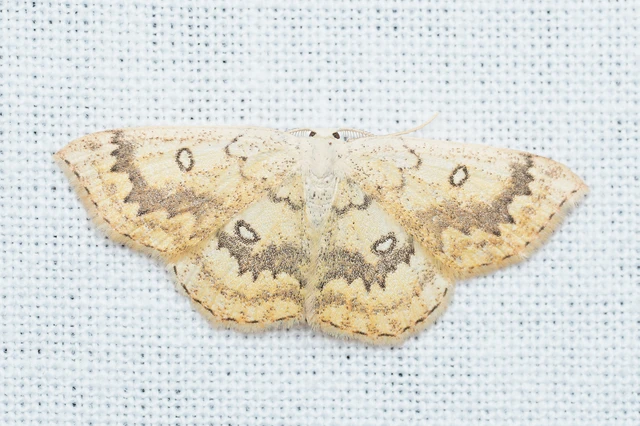 Cyclophora annularia - gyűrűs pettyesaraszoló