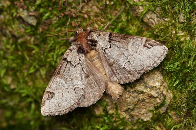 Drymonia obliterata - feketefoltos púposszövő