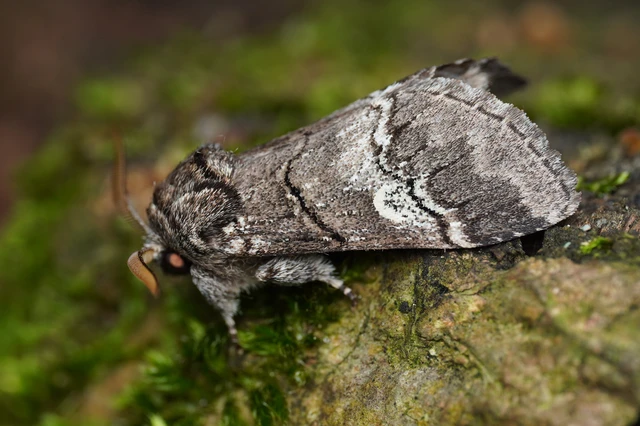 Drymonia querna - tölgyfa-púposszövő