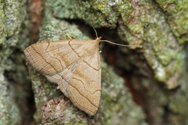 Herminia tarsicrinalis - szőröslábú karcsúbagoly