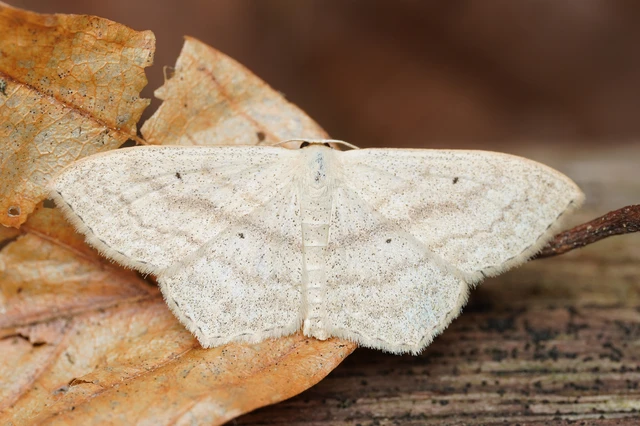Scopula nigropunctata - feketepettyes araszoló