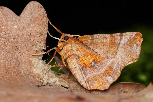 Selenia dentaria - kétfoltos holdasaraszoló