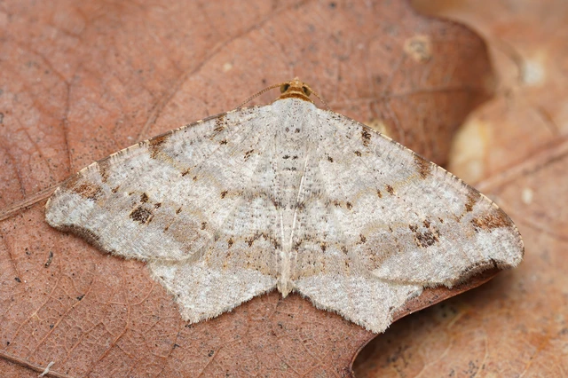 Macaria alternata - közönséges szürkearaszoló
