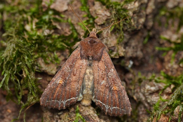 Lacanobia oleracea - saláta-kertibagoly