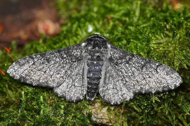 Biston betularia - szürkepettyes araszoló