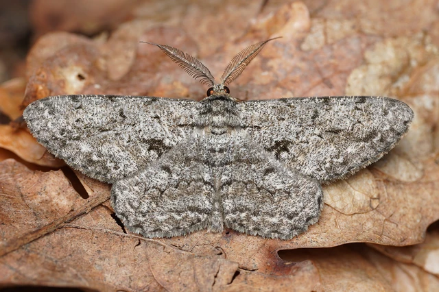 Hypomecis roboraria - nagy tölgyfaaraszoló