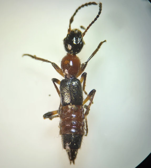 Coleoptera - Bogarak