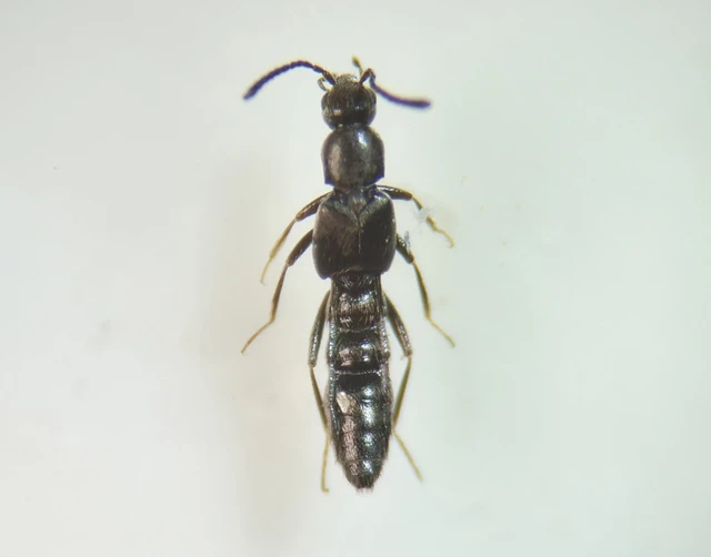 Coleoptera - Bogarak