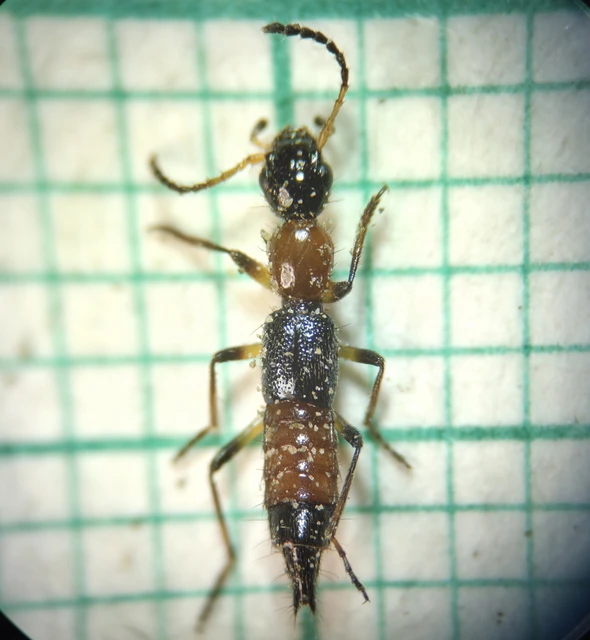Coleoptera - Bogarak