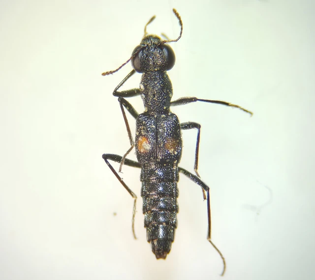Coleoptera - Bogarak