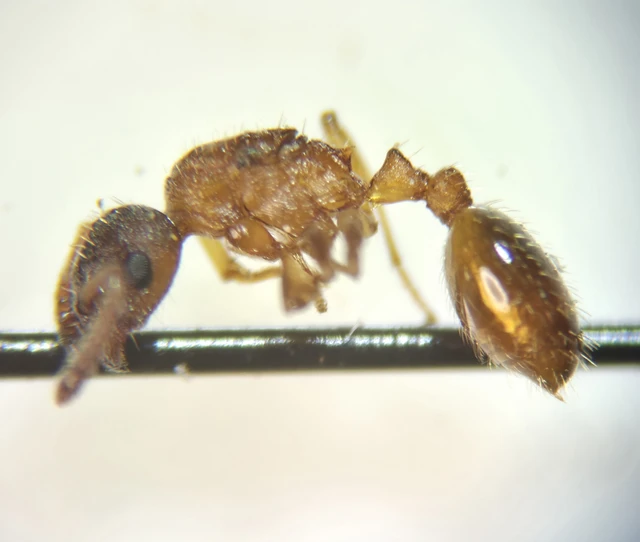 Hymenoptera - Hártyásszárnyúak Hymenoptera - Hártyásszárnyúak