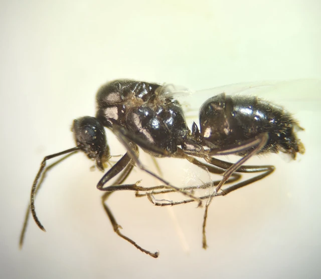 Lasius Lasius