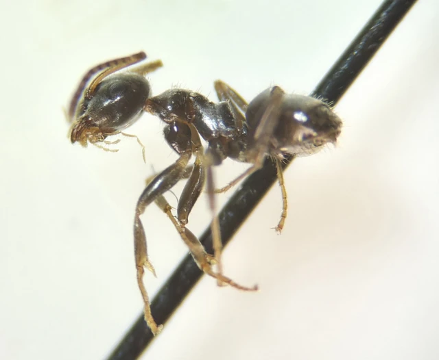 Lasius niger - közönséges feketehangya Lasius niger - közönséges feketehangya