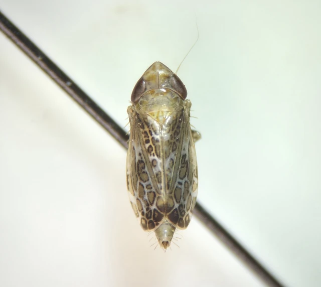 Auchenorrhyncha - Kabócák Auchenorrhyncha - Kabócák