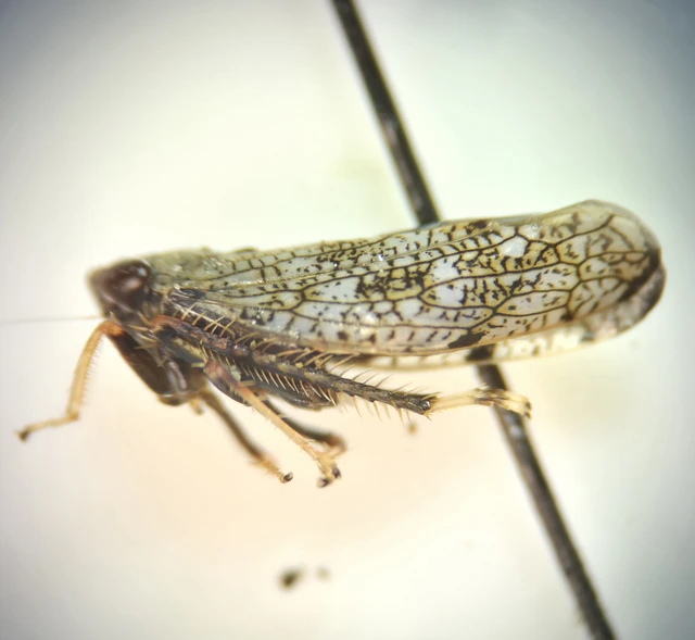 Auchenorrhyncha - Kabócák Auchenorrhyncha - Kabócák