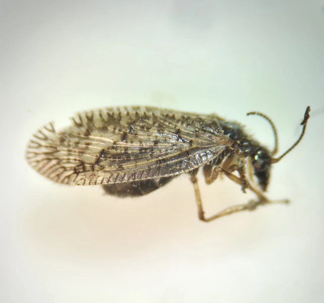 Neuroptera - Recésszárnyúak Neuroptera - Recésszárnyúak