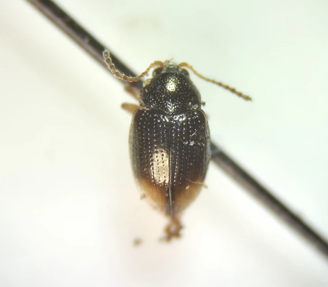 Coleoptera - Bogarak