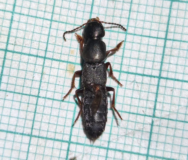Coleoptera - Bogarak