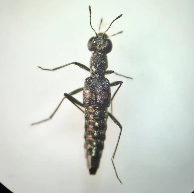 Coleoptera - Bogarak