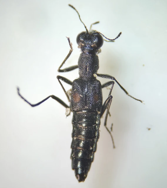 Coleoptera - Bogarak