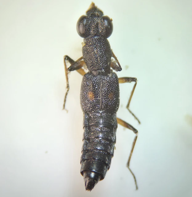 Coleoptera - Bogarak
