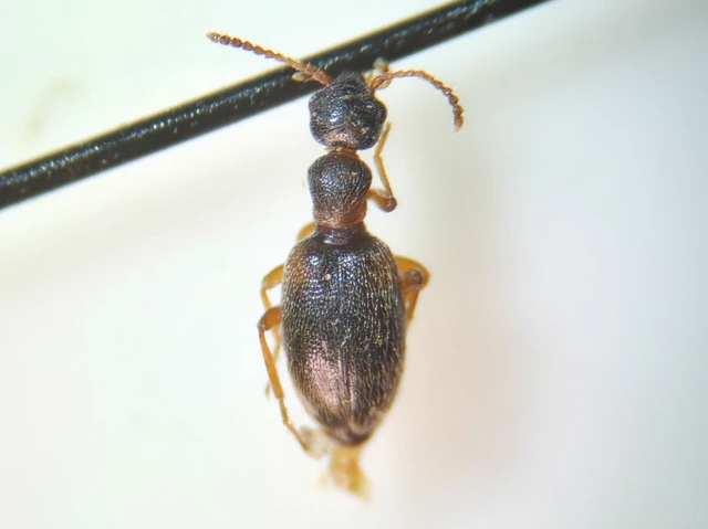 Coleoptera - Bogarak
