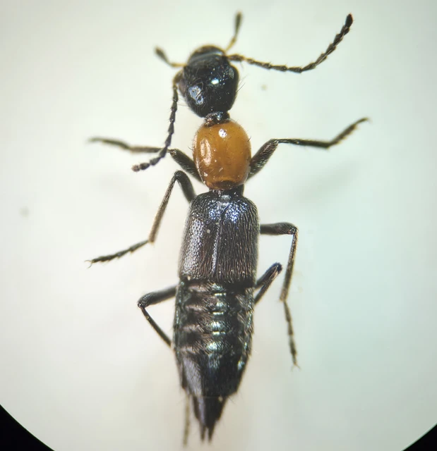 Coleoptera - Bogarak