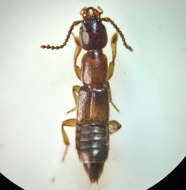 Coleoptera - Bogarak
