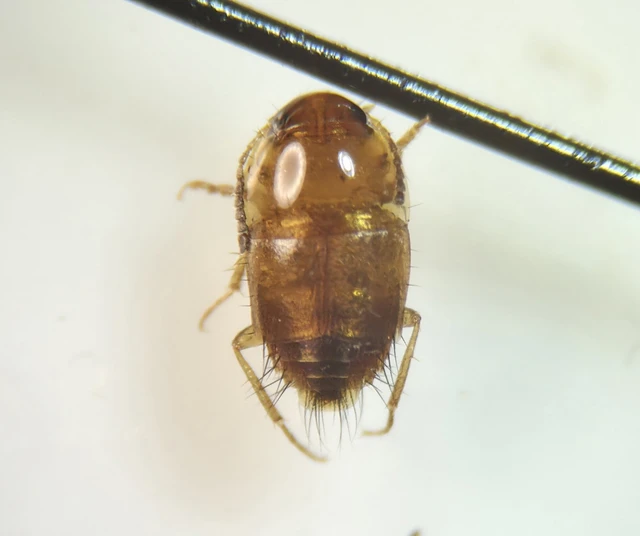 Coleoptera - Bogarak