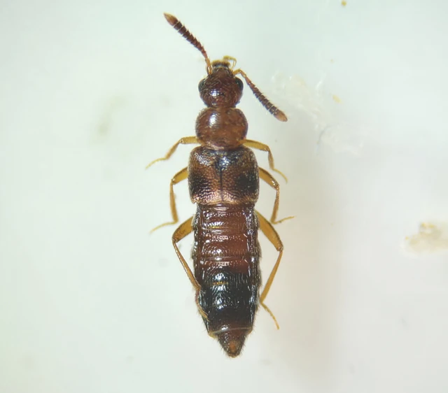 Coleoptera - Bogarak