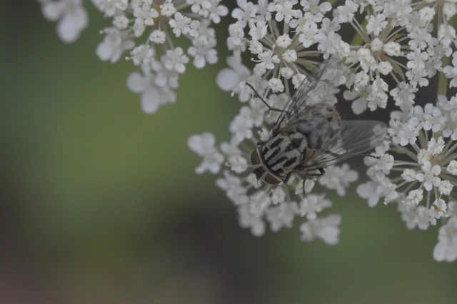 Diptera - Kétszárnyúak Diptera - Kétszárnyúak