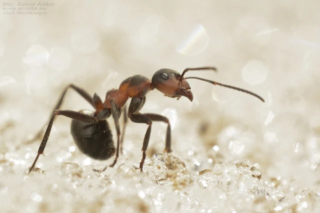 Formica pratensis - réti vöröshangya Formica pratensis - réti vöröshangya