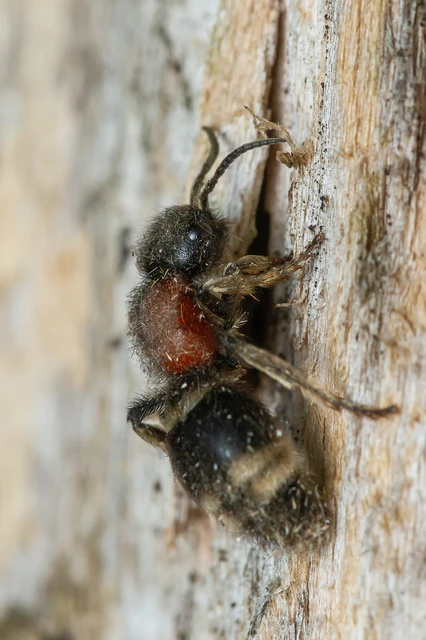 Mutillidae - hangyadarazsak Mutillidae - hangyadarazsak