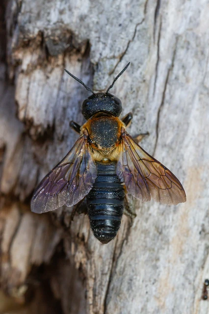 Hymenoptera - Hártyásszárnyúak Hymenoptera - Hártyásszárnyúak