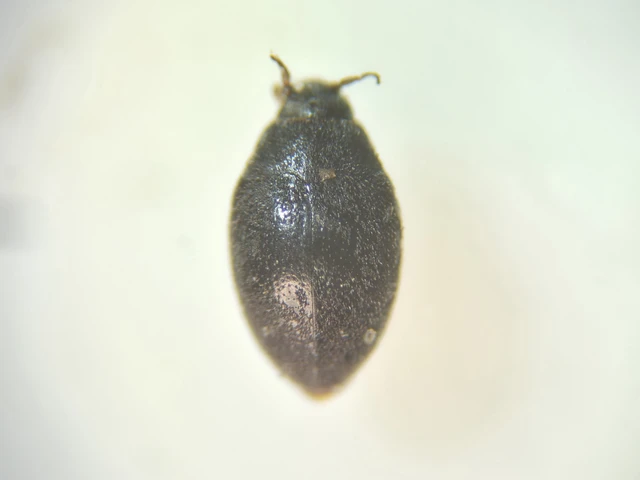 Coleoptera - Bogarak