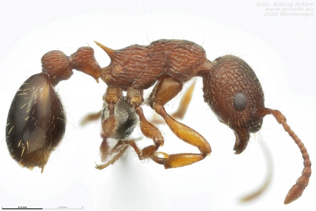 Myrmica specioides - pusztai bütyköshangya Myrmica specioides - pusztai bütyköshangya