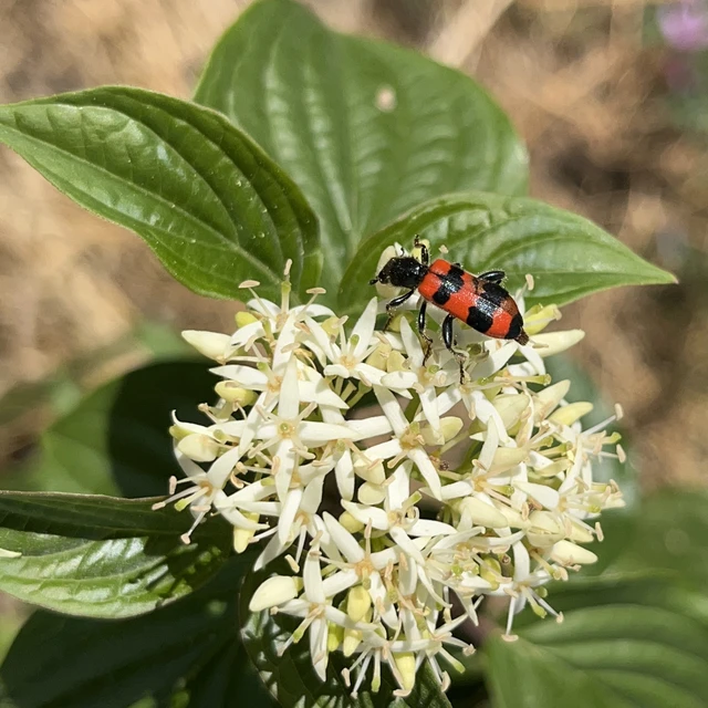 Trichodes apiarius - szalagos méhészbogár