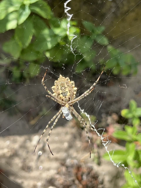 Araneae - Pókok