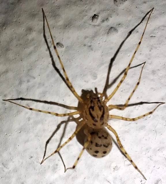 Araneae - Pókok