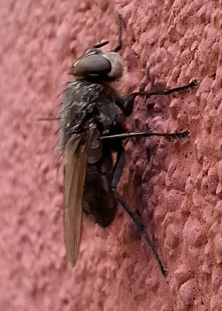 Diptera - Kétszárnyúak Diptera - Kétszárnyúak