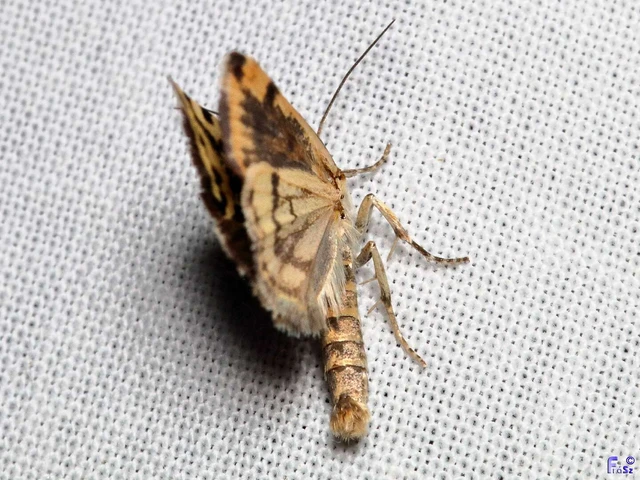 Emmelia trabealis - zebrabagoly