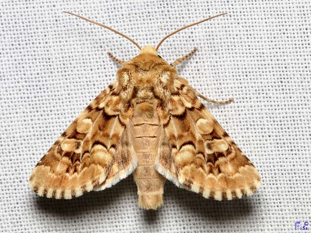 Hadena irregularis - homoki szegfűbagoly