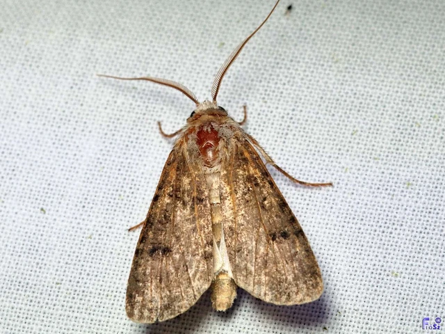 Agrotis segetum - vetési földibagoly