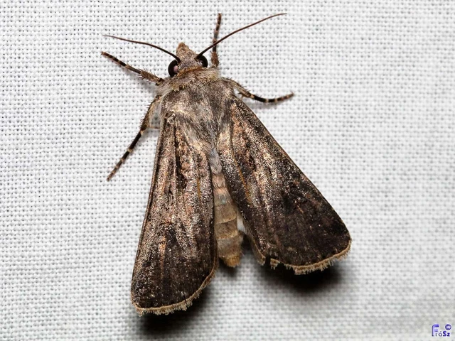 Agrotis segetum - vetési földibagoly