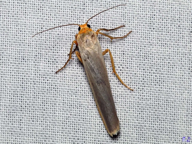 Eilema complana - közönséges zuzmószövő