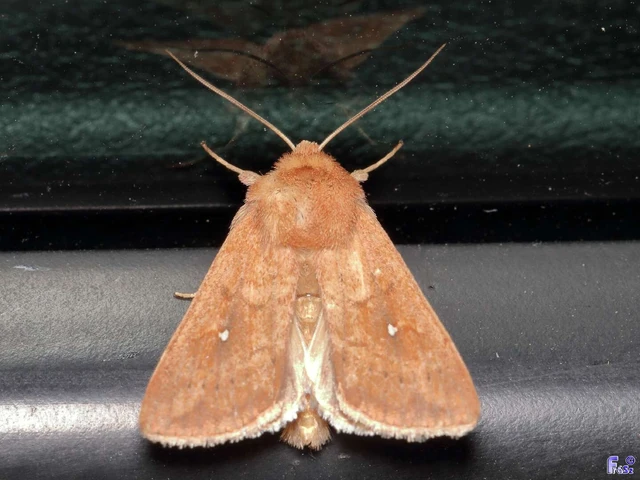 Mythimna albipuncta - fehérpettyes rétibagoly