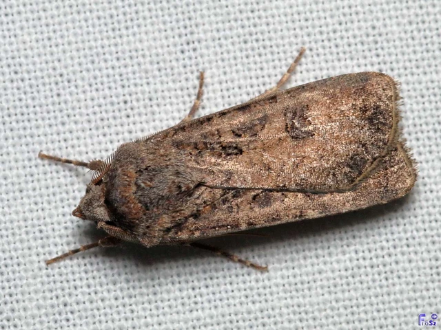 Agrotis segetum - vetési földibagoly