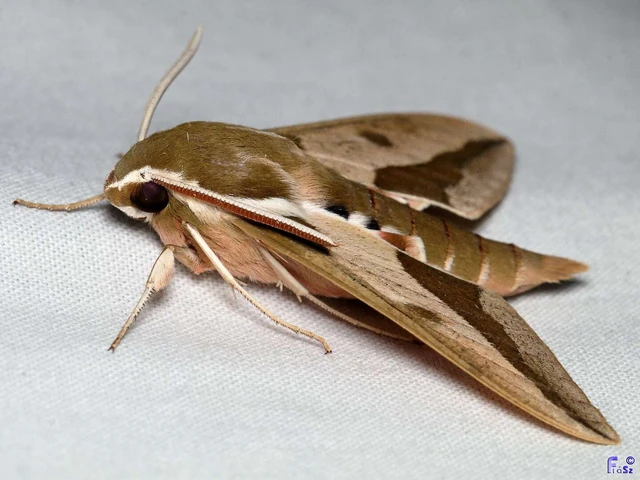 Hyles euphorbiae - kutyatejszender